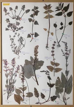 Panel 95b: Lamiaceae