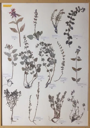 Panel 96a: Lamiaceae
