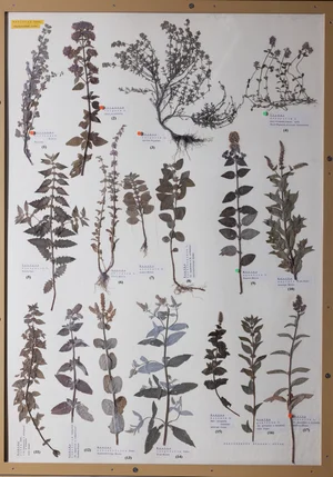 Panel 96b: Lamiaceae