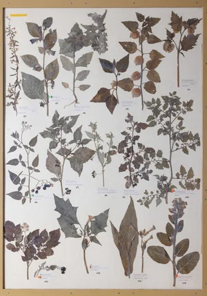 Panel 97a: Solanaceae