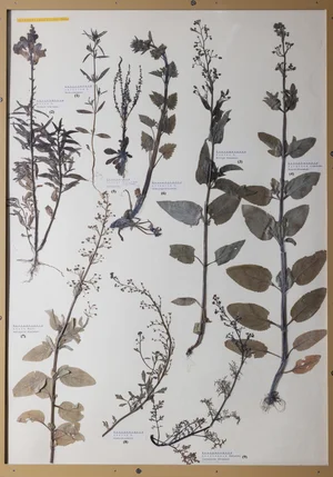 Panel 98b: Plantaginaceae, Scrophulariaceae