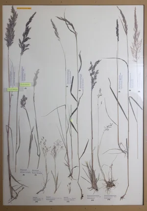 Panel 9a: Poaceae